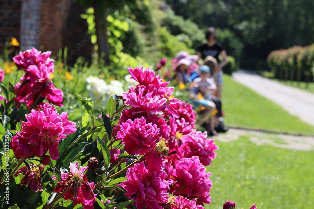 Obraz premium Pivoines roses au jardin ensoleillé fleuri