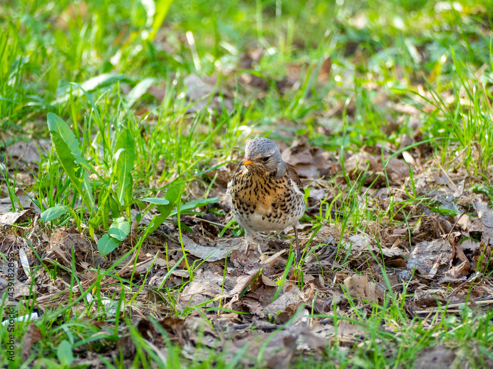 close-up of a blackbird sitting on the grass and holding a worm in its beak. Side view. Green blurred background