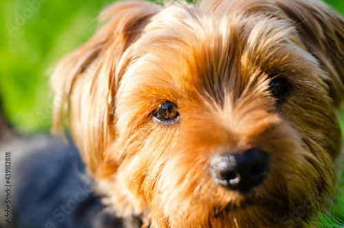 portrait of a cute York Terrier dog in the lush green grass