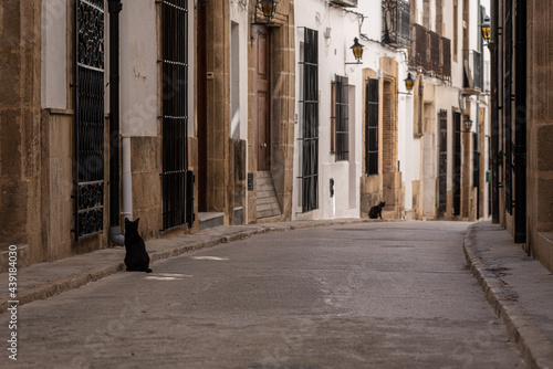 Blacks cats in Javea old town streets in Alicante, Spain