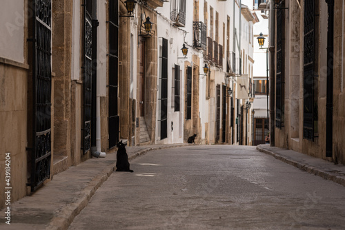 Blacks cats in Javea old town streets in Alicante, Spain