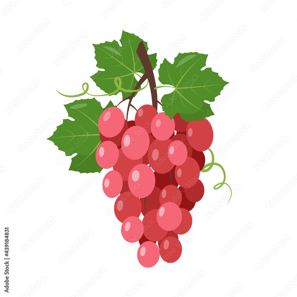 Fototapeta premium Red wine muscatel Grapes bunch with berries and leaves