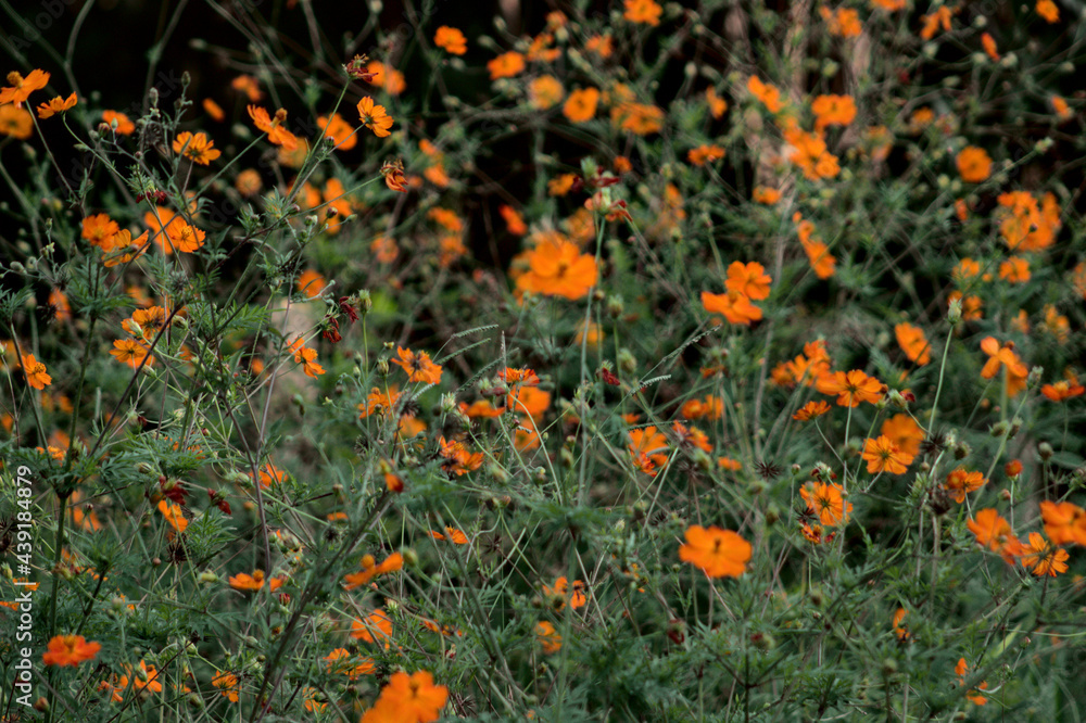 Flowers Orange Garden Texture
