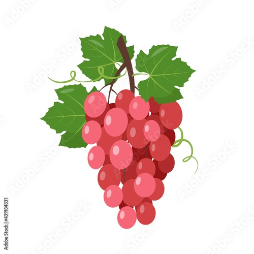 Red wine muscatel Grapes bunch with berries and leaves