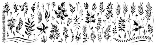 Set of hand drawn plants  leaves  flowers. Silhouettes of natural elements for seasonal backgrounds  templates  wallpaper  cards  banners. Modern stylish design. Doodle style. Vector icons