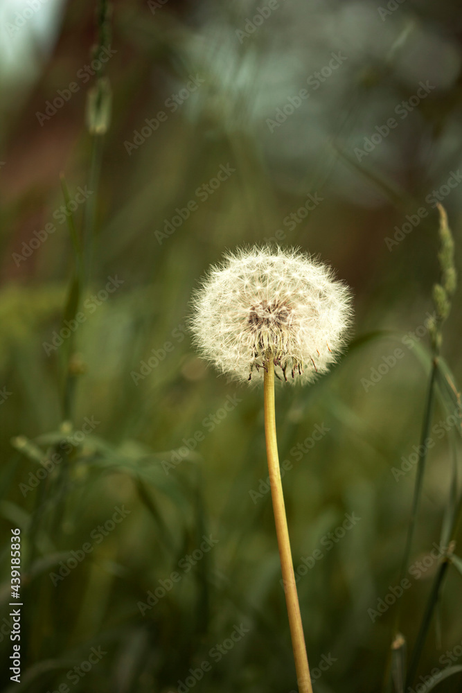 dandelion in the grass