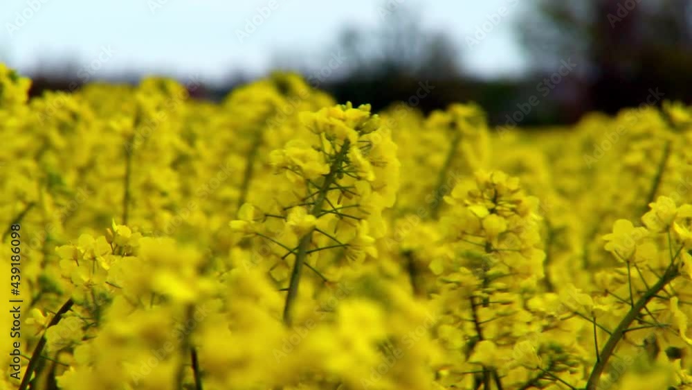 Golden field with Canola flowers under the summer sun Golden field with Canola flowers under the summer sun