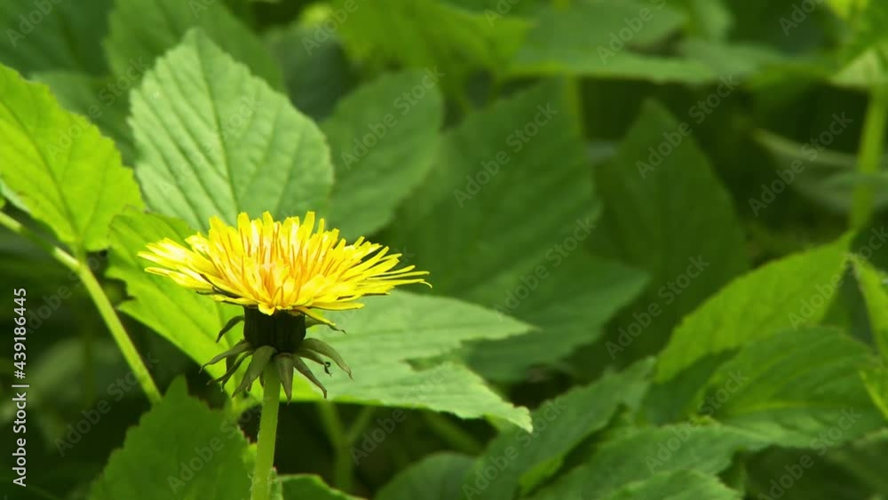 Dandelion, Taraxacum officinale during spring Dandelion, Taraxacum officinale during spring