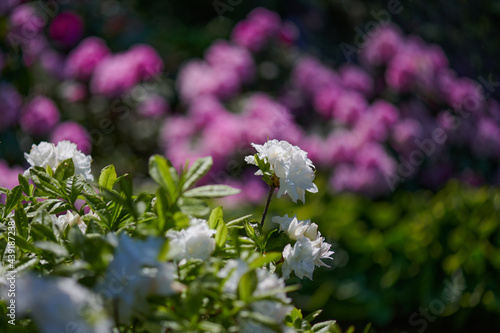 Ogród kwitnących różaneczników - rododendronów i azalii, letnie słońce, kolory zielony, różowy, fioletowy, pomarańczowy, czerwony, biały i żółty.