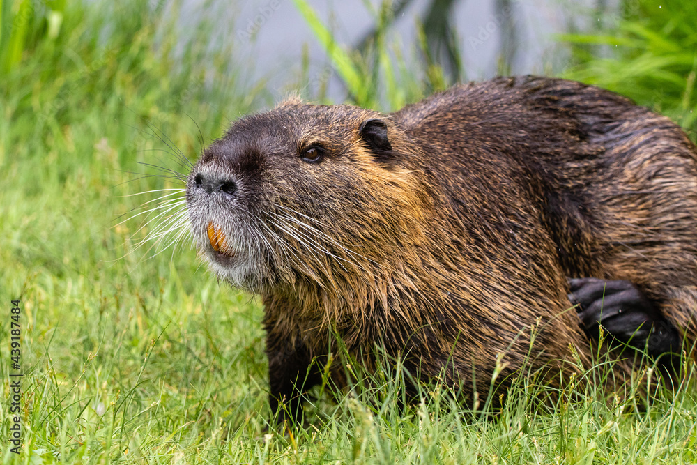 Nutria 32