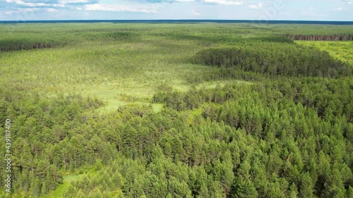 Flight over the taiga. Pine forest from a height.