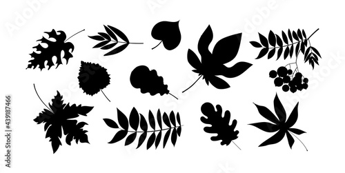 A set of black silhouette leaves - maple, birch, ash, mountain ash, chestnut, poplar, oak. Isolated on a white background. Stock vector illustration.