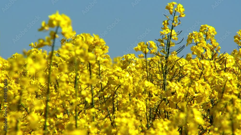 Golden field with Canola flowers under the summer sun
