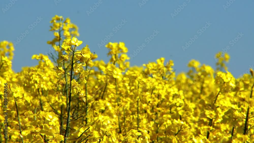 Golden field with Canola flowers under the summer sun Golden field with Canola flowers under the summer sun