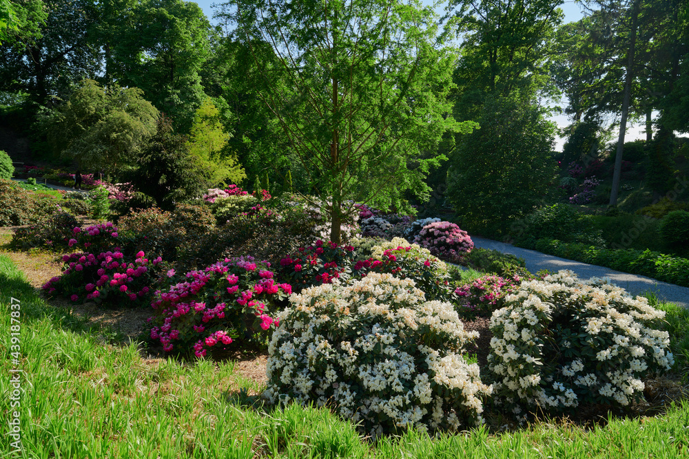 Ogród kwitnących różaneczników - rododendronów i azalii, letnie słońce, kolory zielony, różowy, fioletowy, pomarańczowy, czerwony, biały i żółty. - obrazy, fototapety, plakaty 