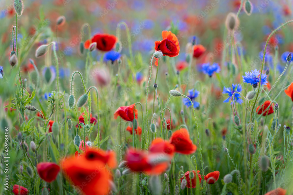 Obraz premium field of poppies
