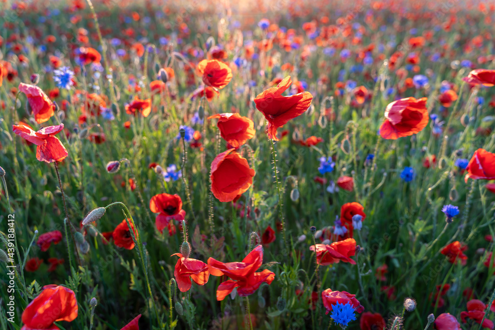 Fototapeta premium field of poppies
