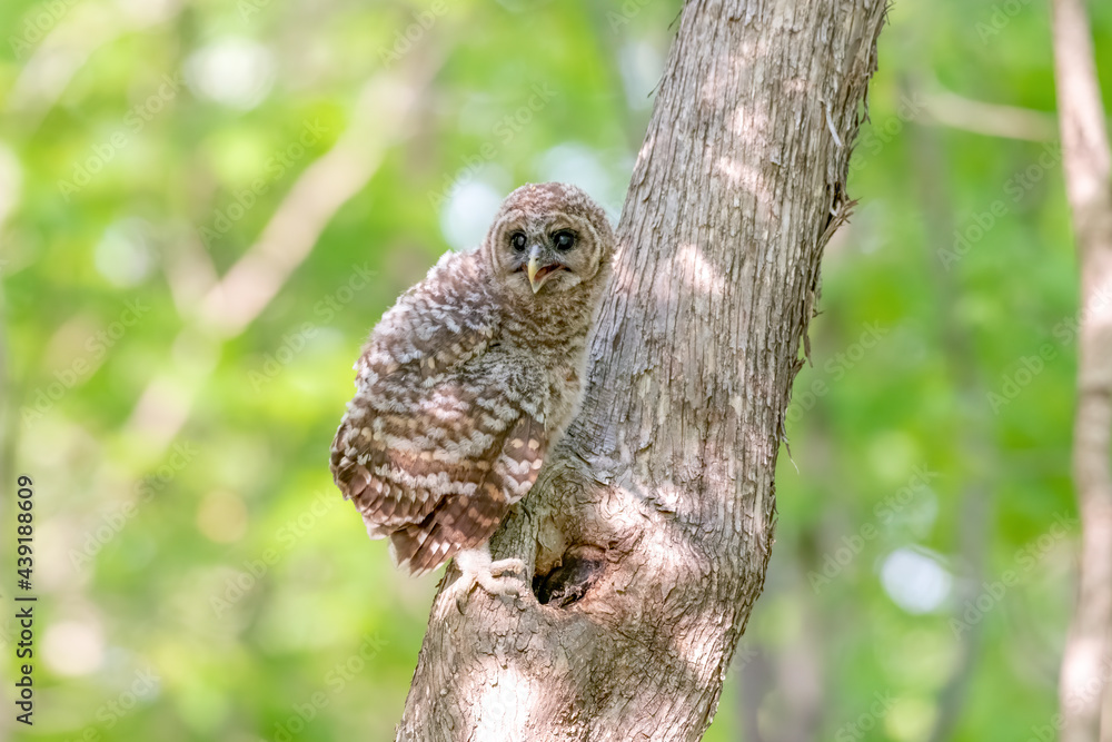 Recently fledged barred owlet resting on a tree trunk in a green forest in Canada