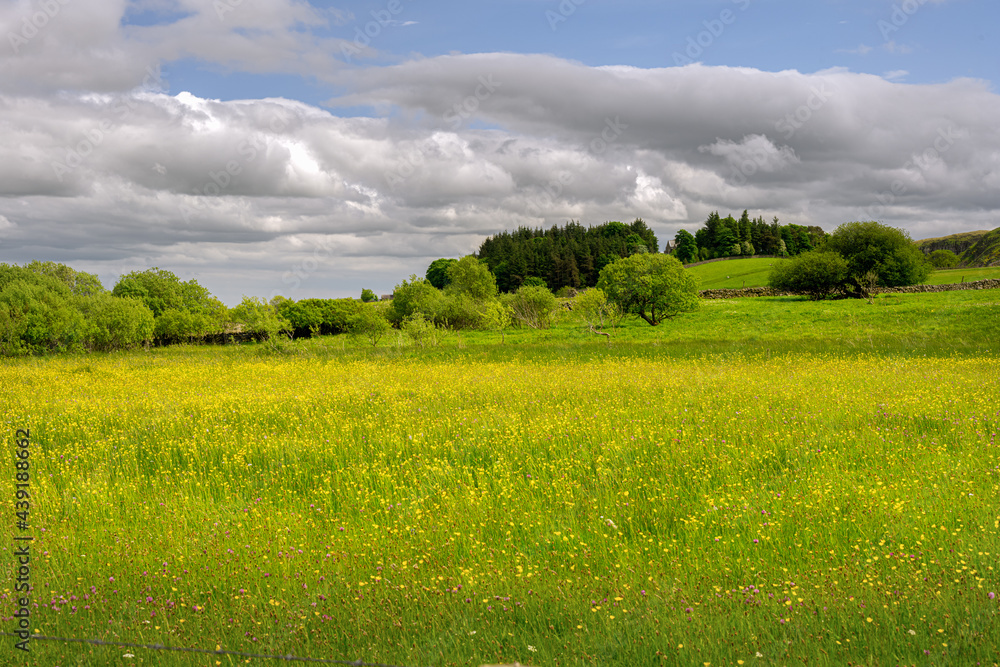 Fototapeta premium Springtime flower meadow in Upper Teesdale, County Durham, England