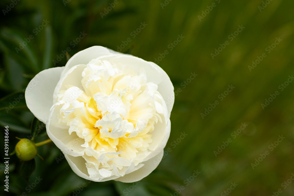 Close-up of the peony in the garden