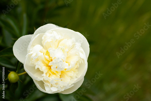 Obraz na płótnie Close-up of the peony in the garden w salonie
