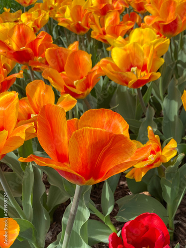 orange and tulips
