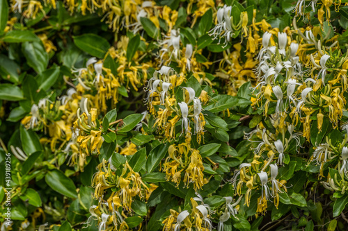 Honeysuckle bush in the forest