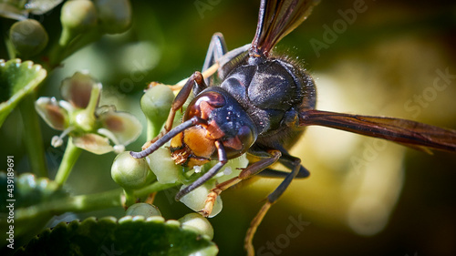 macro of a wasp © Alvaro