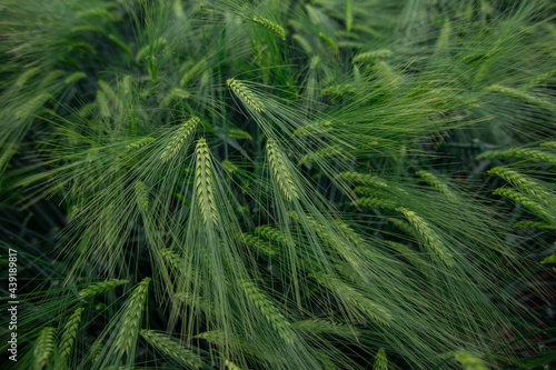 Green field of wheat texture wheat ear 