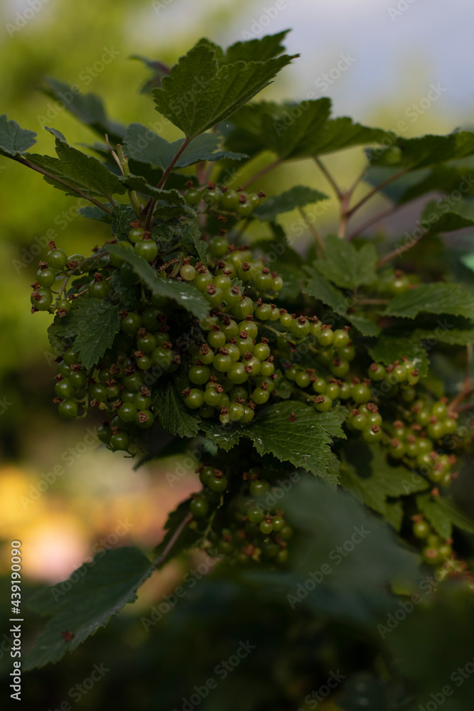 Fototapeta premium grapes on the vine