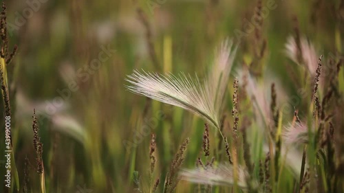 Foxtail blowing in the wind