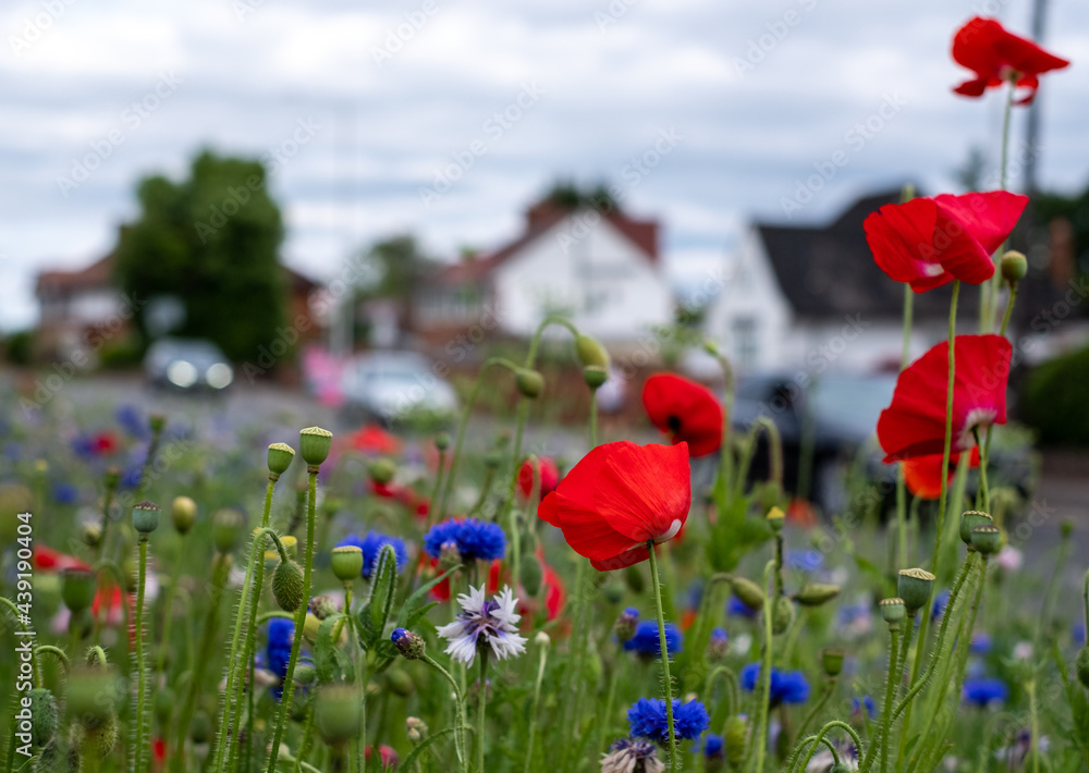 Obraz premium Colourful wild flowers, including red poppies, on a roadside verge in the Borough of Hillingdon, west London, UK. Wild flowers are planted to attract insects.