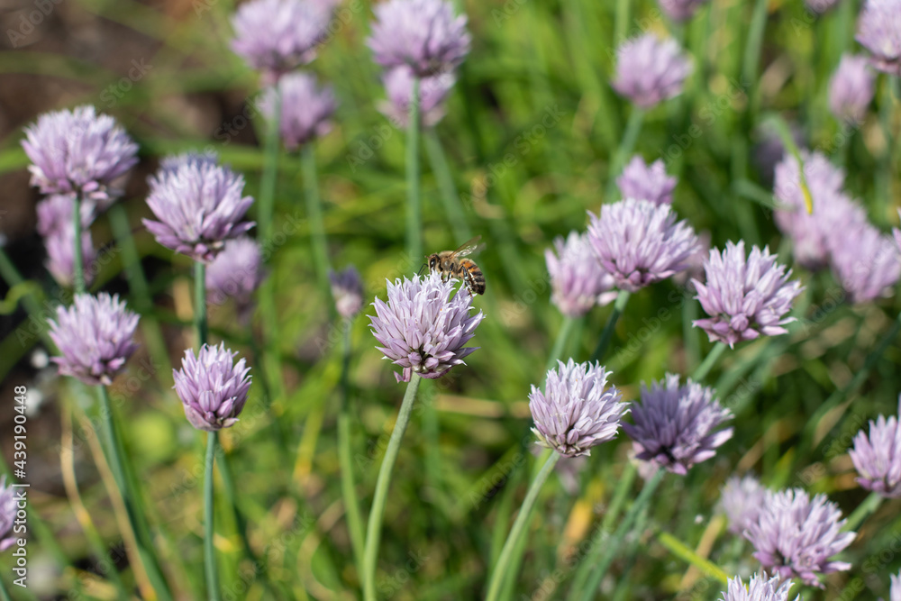field of lavender field of lavender