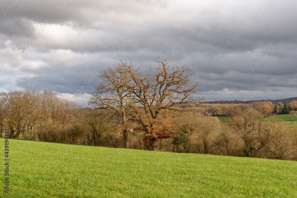 landscape with trees and clouds