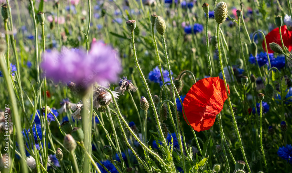 Colourful wild flowers, including red poppies, on a roadside verge in