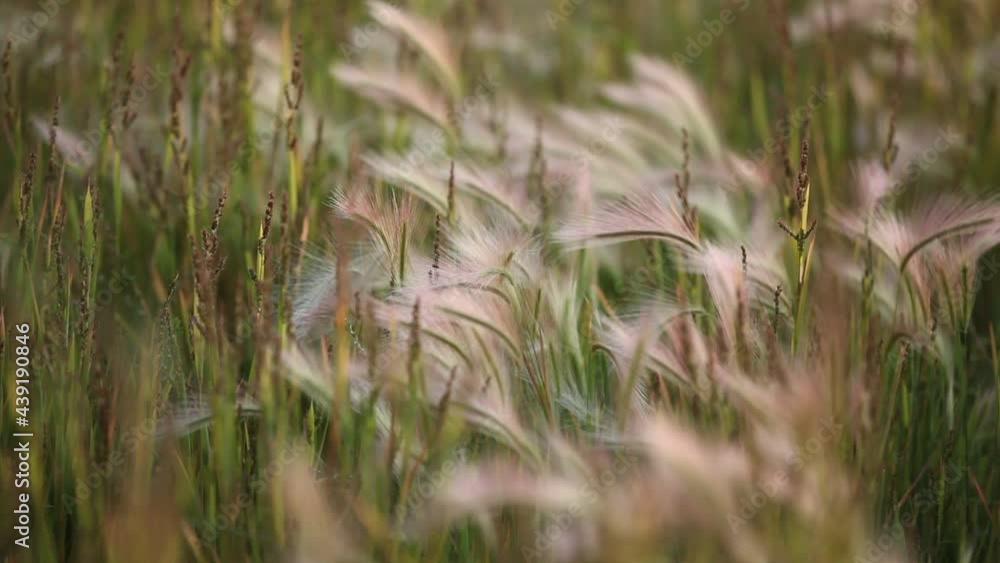 Foxtail in the wind Foxtail in the wind