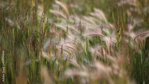 Foxtail in the wind