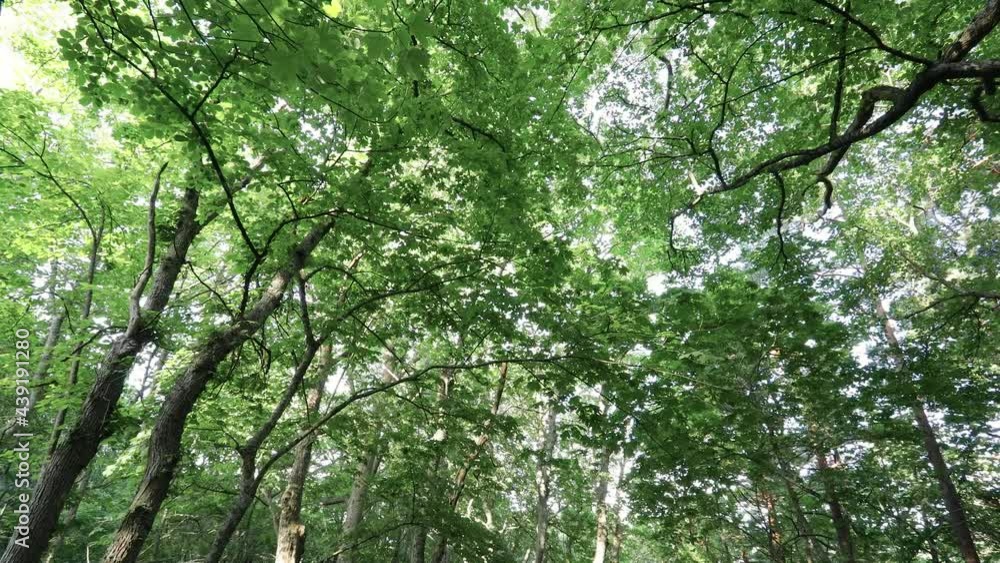 Walking and looking up into a green leaf canopy of tree tops in summer forest. Walking in nature concept. Walking and looking up into a green leaf canopy of tree tops in summer forest. Walking in nature concept.