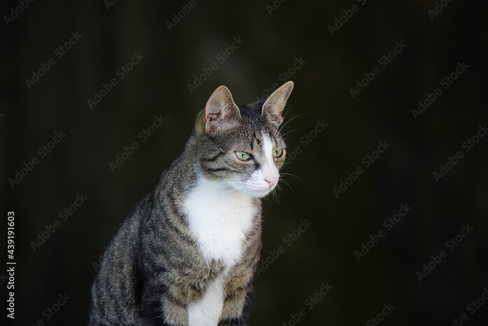 Portrait of a white-breasted tabby cat