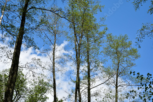 Fototapeta Naklejka Na Ścianę i Meble -  Gałęzie drzew na tle błękitnego nieba.