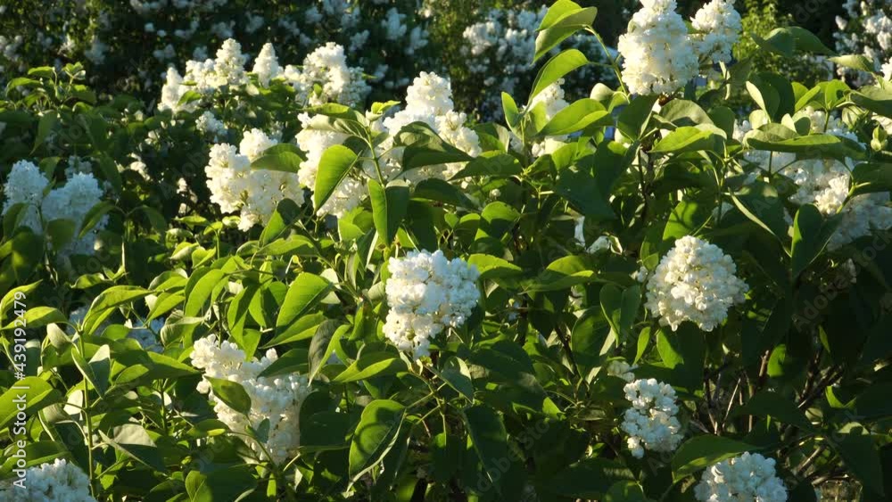White lilac young trees blossoming in the Peteris Upitis Garden of the lilacs in Dobele, country of Latvia. A beautiful close-up scene of flowering bushes in the early summer season on a sunny day. White lilac young trees blossoming in the Peteris Upitis Garden of the lilacs in Dobele, country of Latvia. A beautiful close-up scene of flowering bushes in the early summer season on a sunny day.