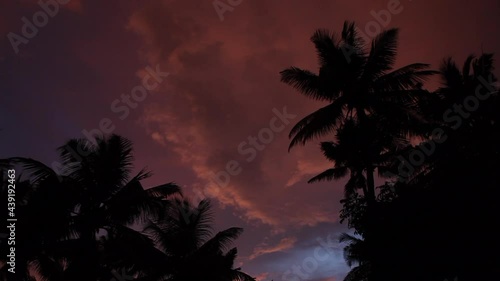 Vibrant Palm Tree time lapse