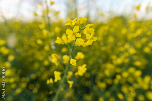 Oilseed yellow rapeseed flowers in a cultivated agricultural field