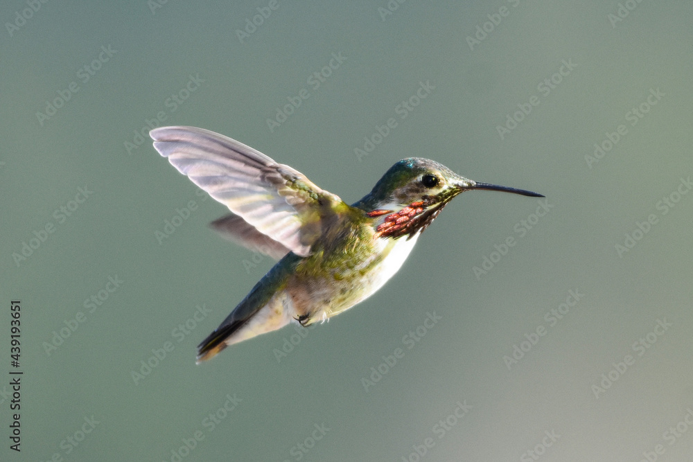 Naklejka premium hummingbird in flight