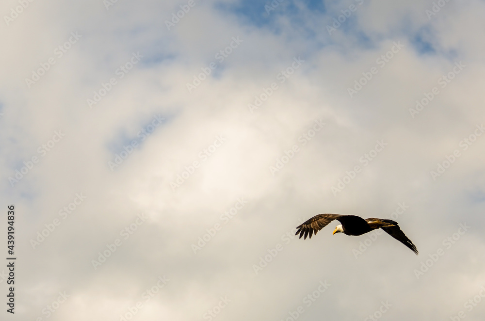 Bald Eagle in Flight - A bald eagle soars in the clouds above Bowser Vancouver Island Bald Eagle in Flight - A bald eagle soars in the clouds above Bowser Vancouver Island