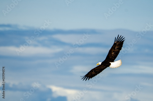 Valokuvatapetti Soaring Eagle - A bald eagle soars with wings outstretched