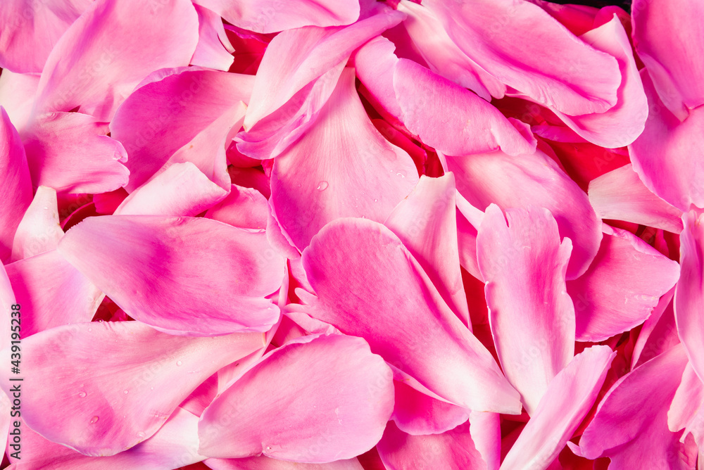Flower petals on the table (copy space). Flower petals on the table (copy space).