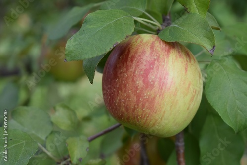 Single apple on a tree