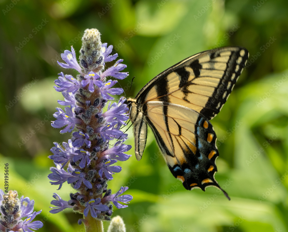 Obraz premium butterfly on flower