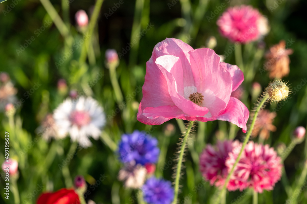 Colourful pink wild poppies, on a roadside verge in Ickenham, West London UK. Wild flowers are planted to attract insects. Colourful pink wild poppies, on a roadside verge in Ickenham, West London UK. Wild flowers are planted to attract insects.